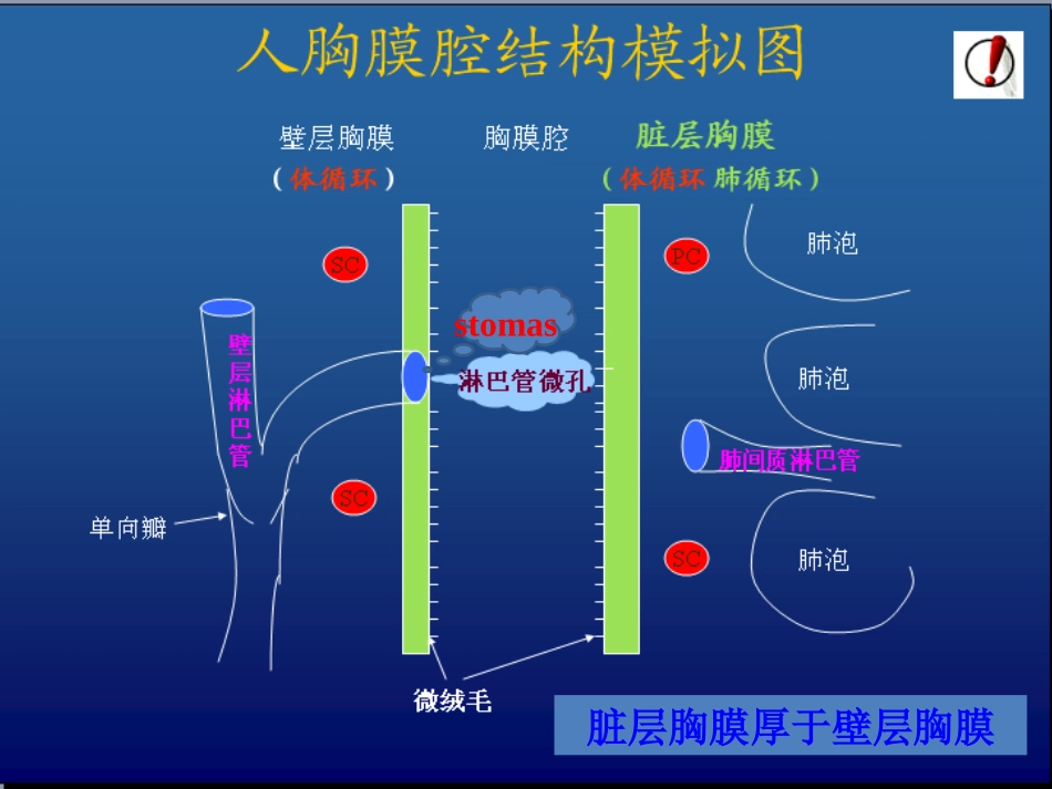胸腔积液-zjy.ppt_第2页