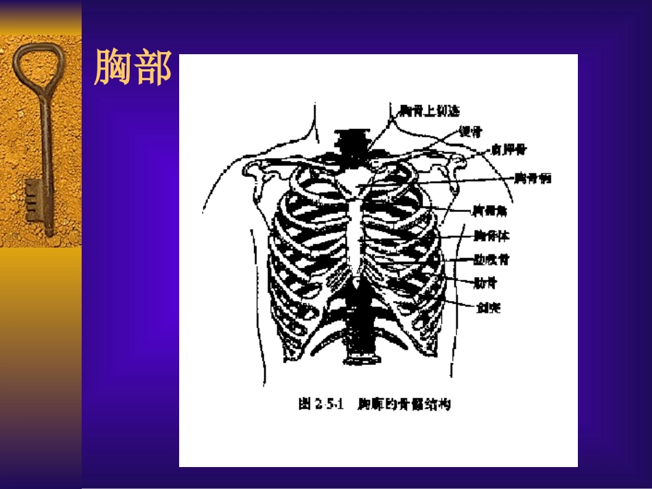 胸肺检查讲稿硕.ppt_第3页