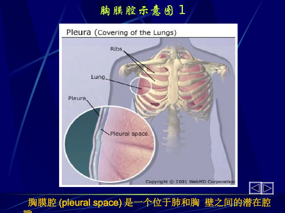 胸腔积液第六版.ppt_第1页