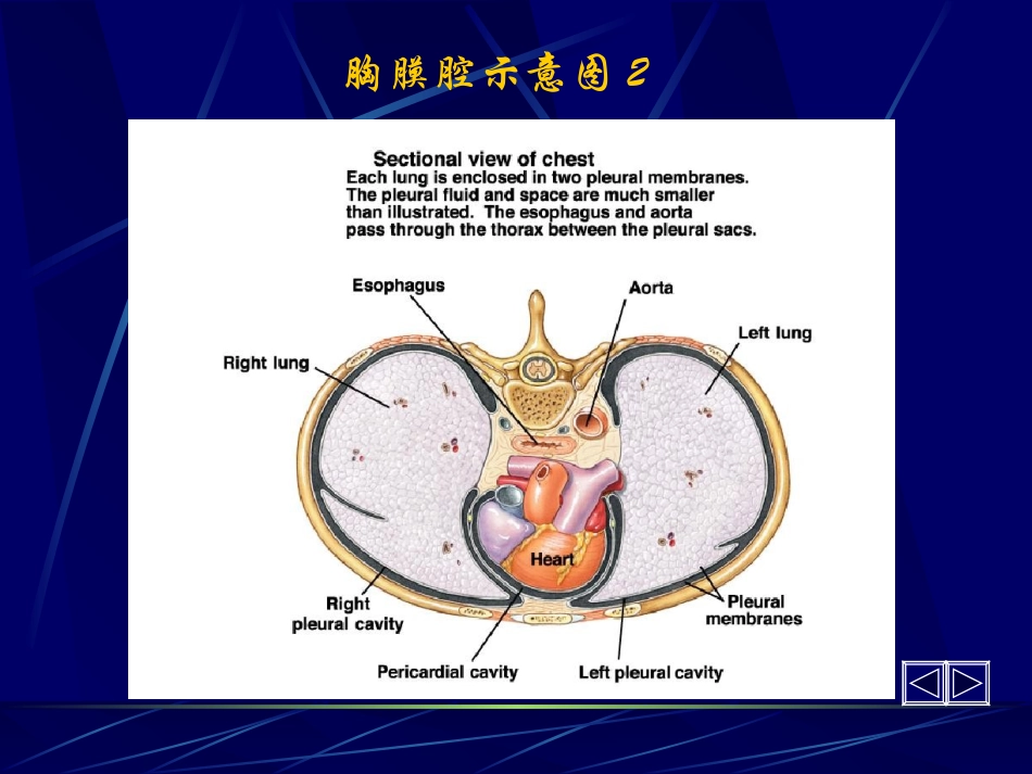 胸腔积液第六版.ppt_第2页
