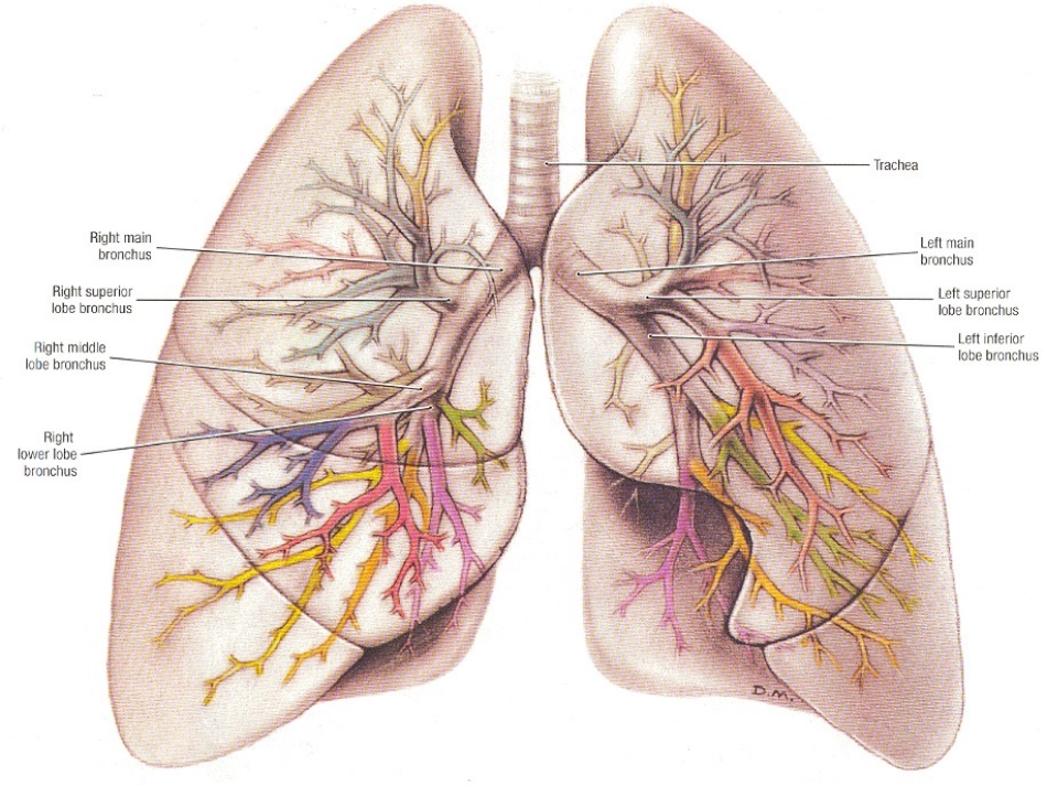 胸部CT基础知识.ppt_第2页