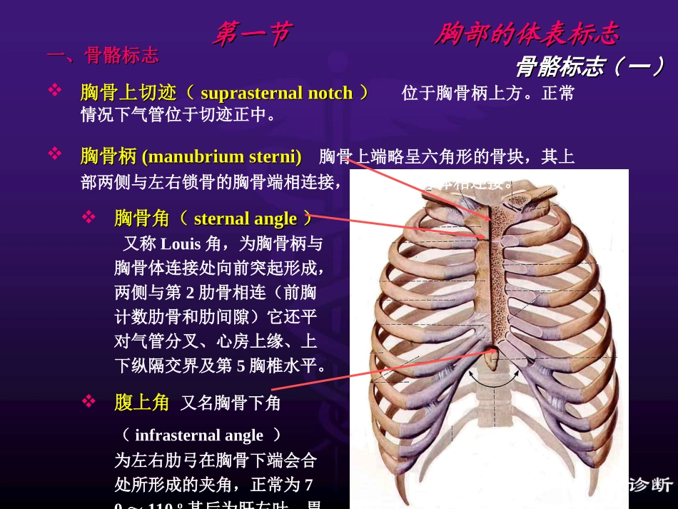 胸肺部(修改稿).ppt_第3页