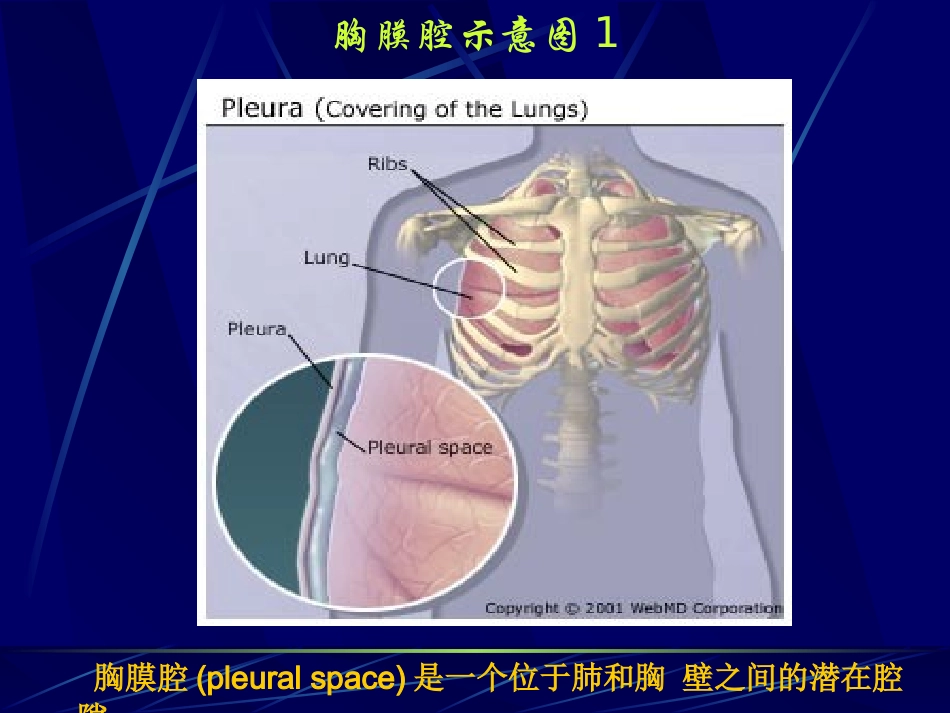 胸腔积液(第六版).ppt_第2页