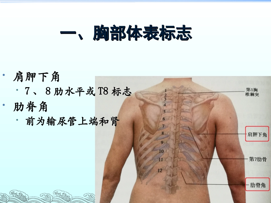 胸部体格检查-整理版.ppt_第3页