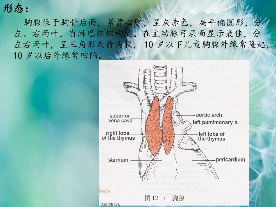 胸腺瘤ppt.ppt_第3页