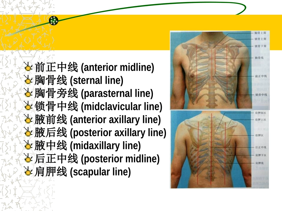 胸部体格检查.ppt_第2页