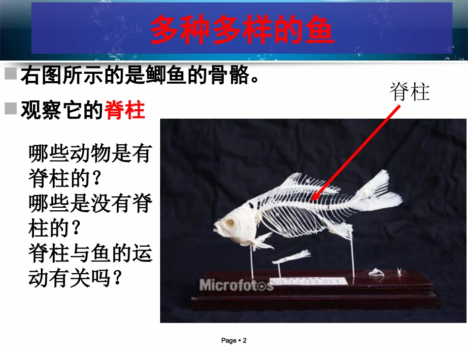 胸鳍腹鳍单鳍臀鳍尾鳍.ppt_第2页