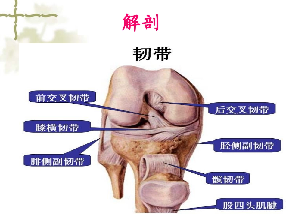膝关节前交叉韧带损伤2.ppt_第2页