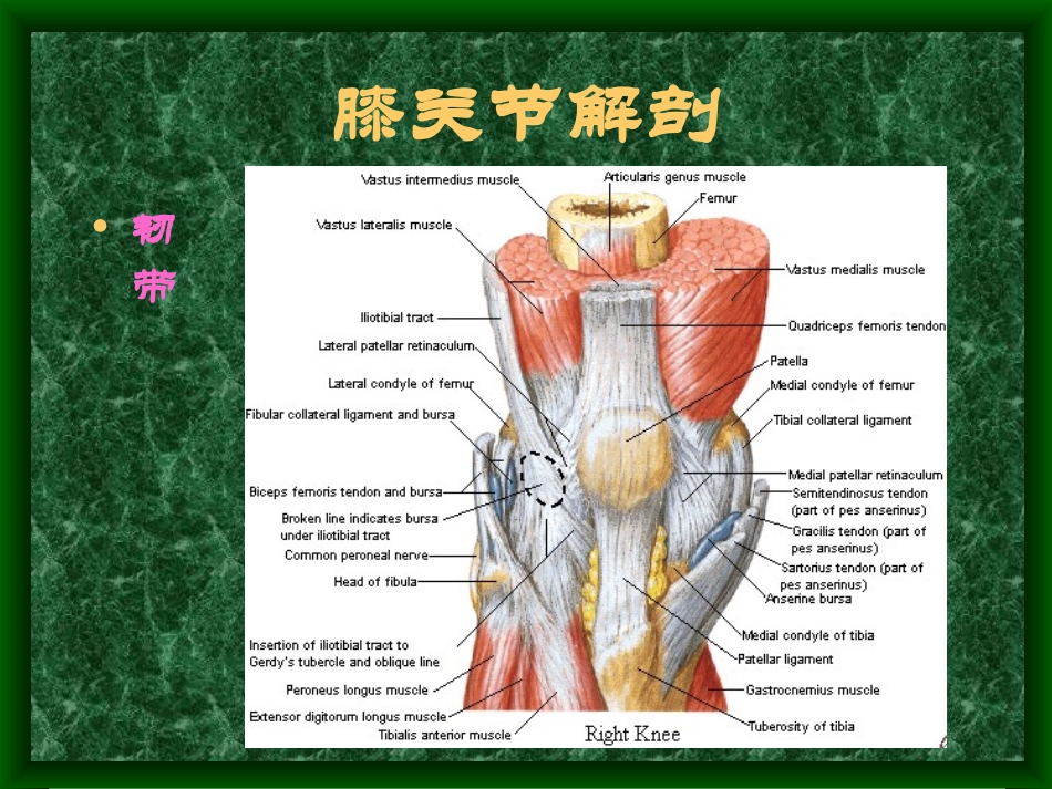 膝骨关节MRI.ppt_第2页