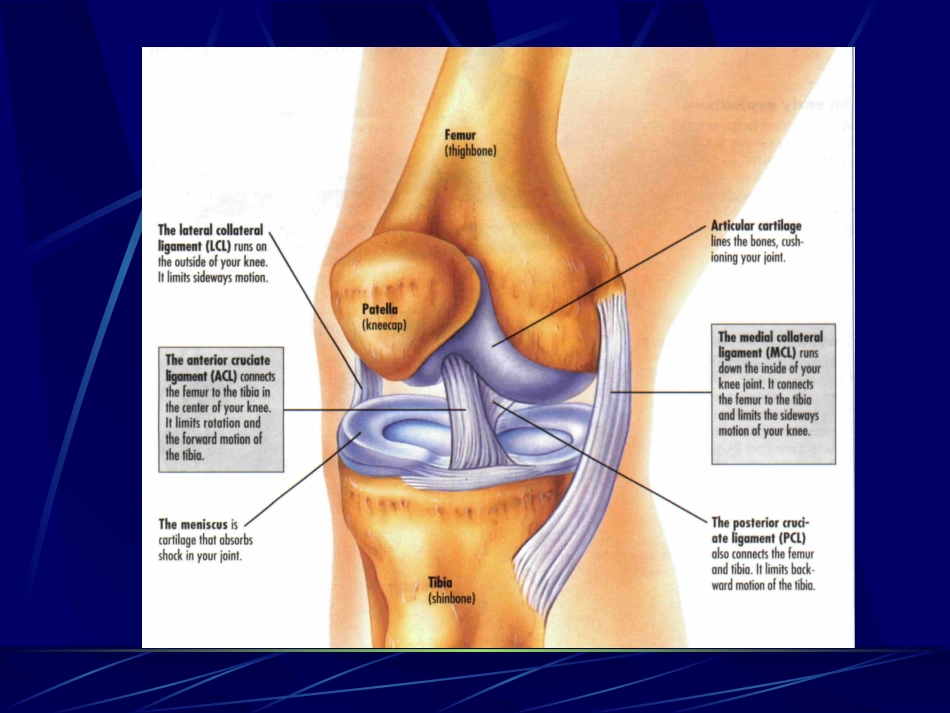 膝关节幻灯.ppt_第3页