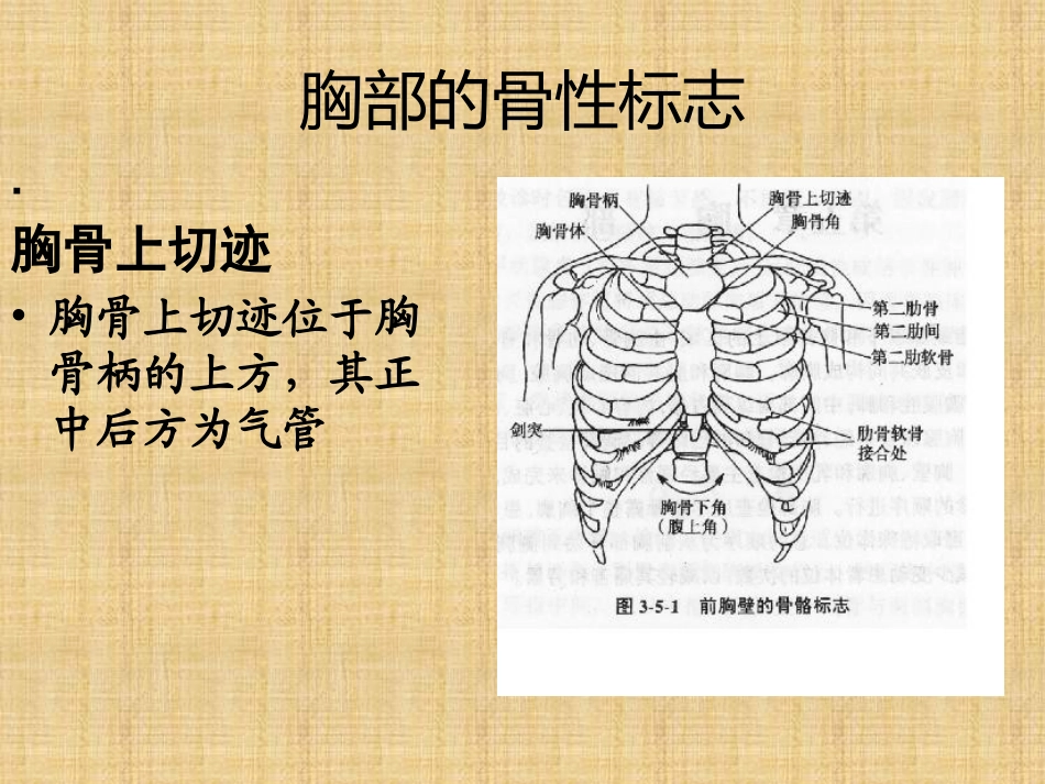 胸部的骨与关节.pptx_第2页