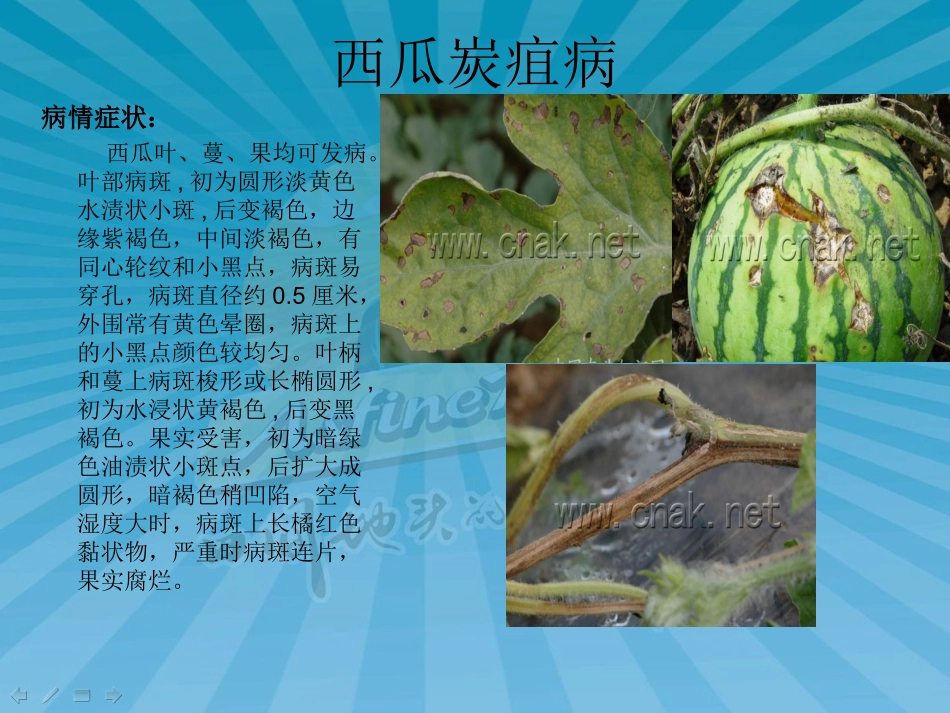 西瓜常见病害防控.ppt_第3页