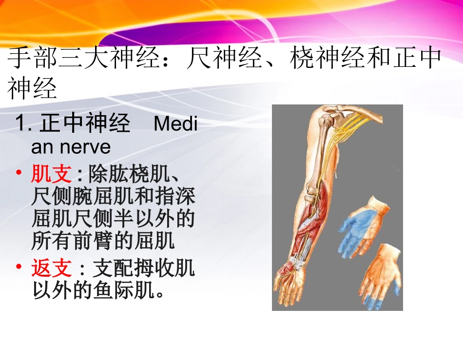 腕关节离段再植后期康复.ppt_第3页