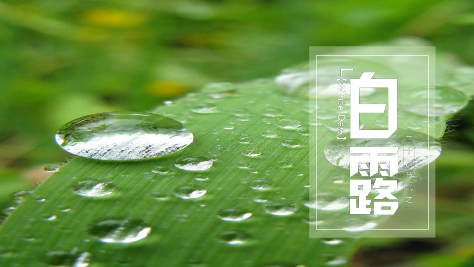 节气白露精美PPT模板.pptx_第1页