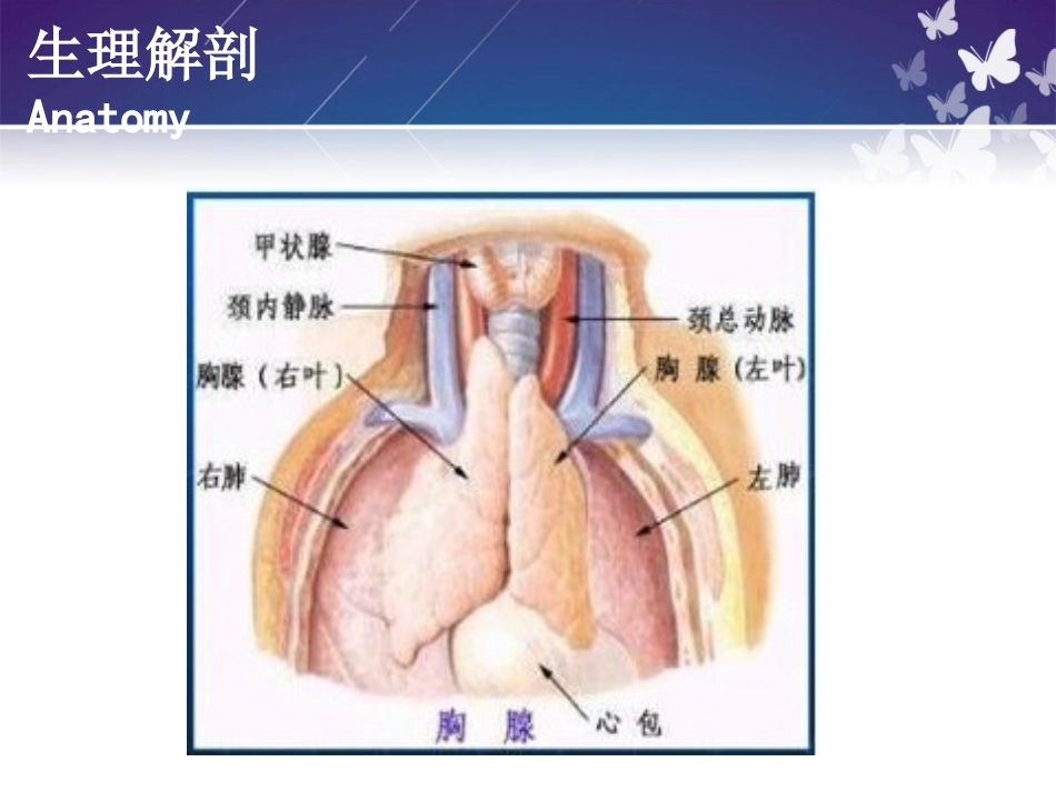胸腺瘤-高双庆.ppt_第3页