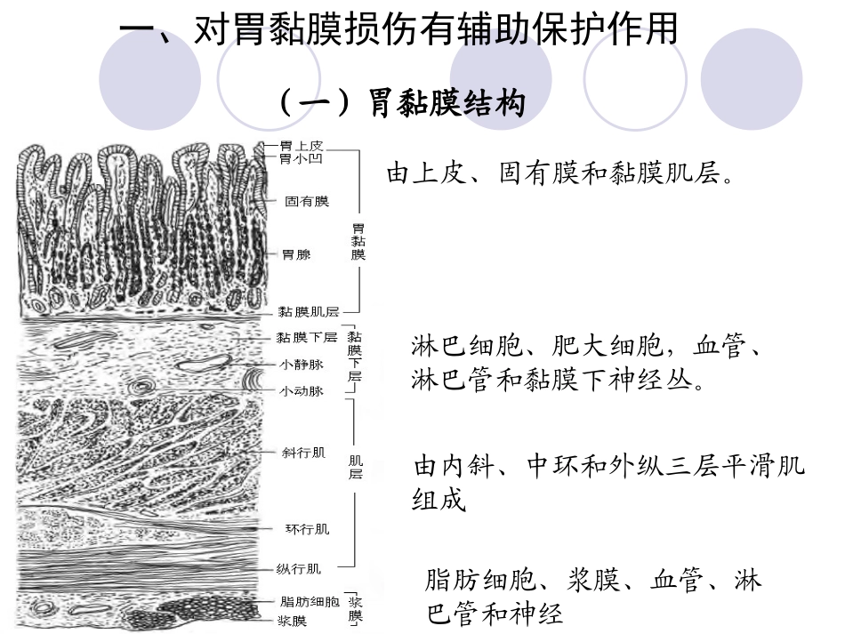 项目十三-有助于改善胃肠道功能.ppt_第2页