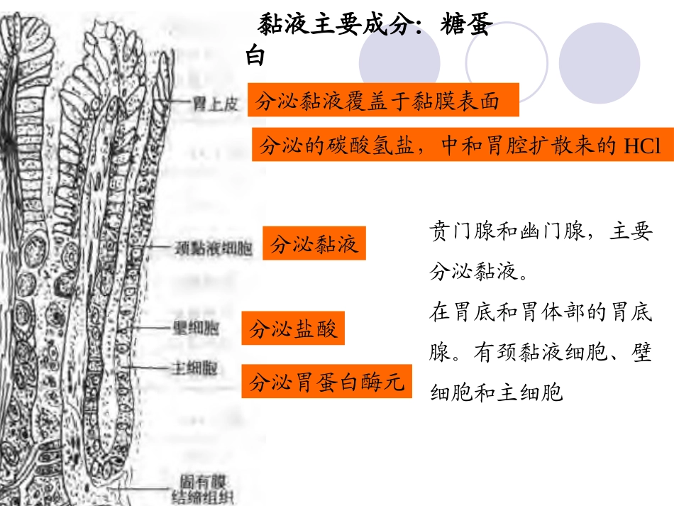 项目十三-有助于改善胃肠道功能.ppt_第3页