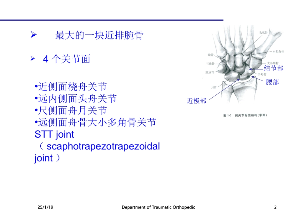 腕部舟状骨骨折.ppt_第2页