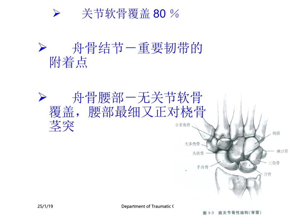 腕部舟状骨骨折.ppt_第3页