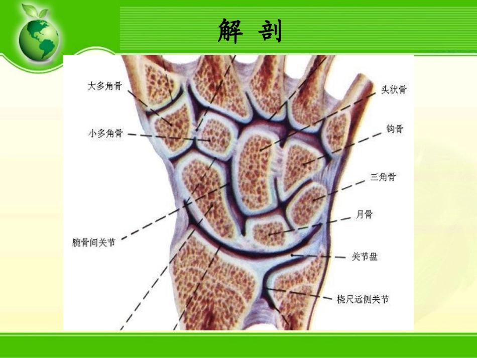 腕关节骨折.ppt_第2页