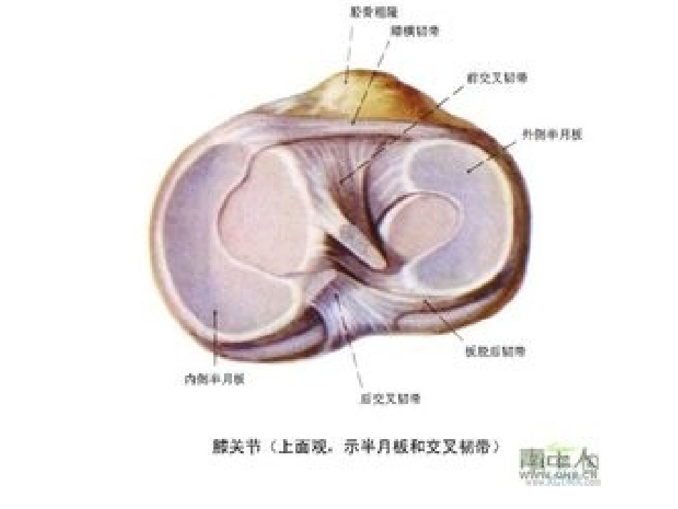 膝关节炎的锻炼.ppt_第3页