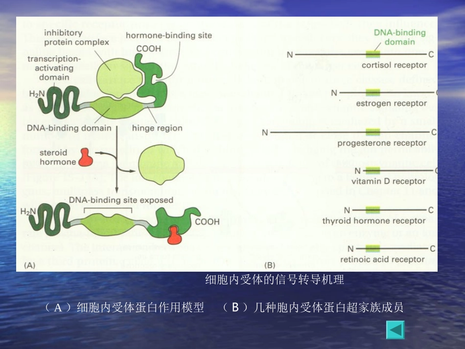 通过细胞内受体介导的信号传递(1).ppt_第2页