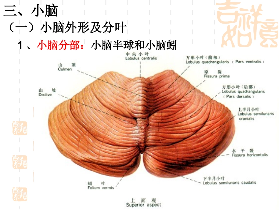17人体组织学与解剖课件 神经系统3——小脑、间脑和大脑.pptx_第3页