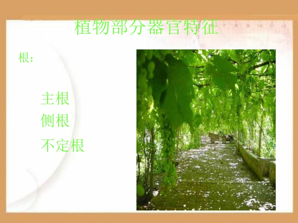 植物分类PPT课件.ppt_第2页