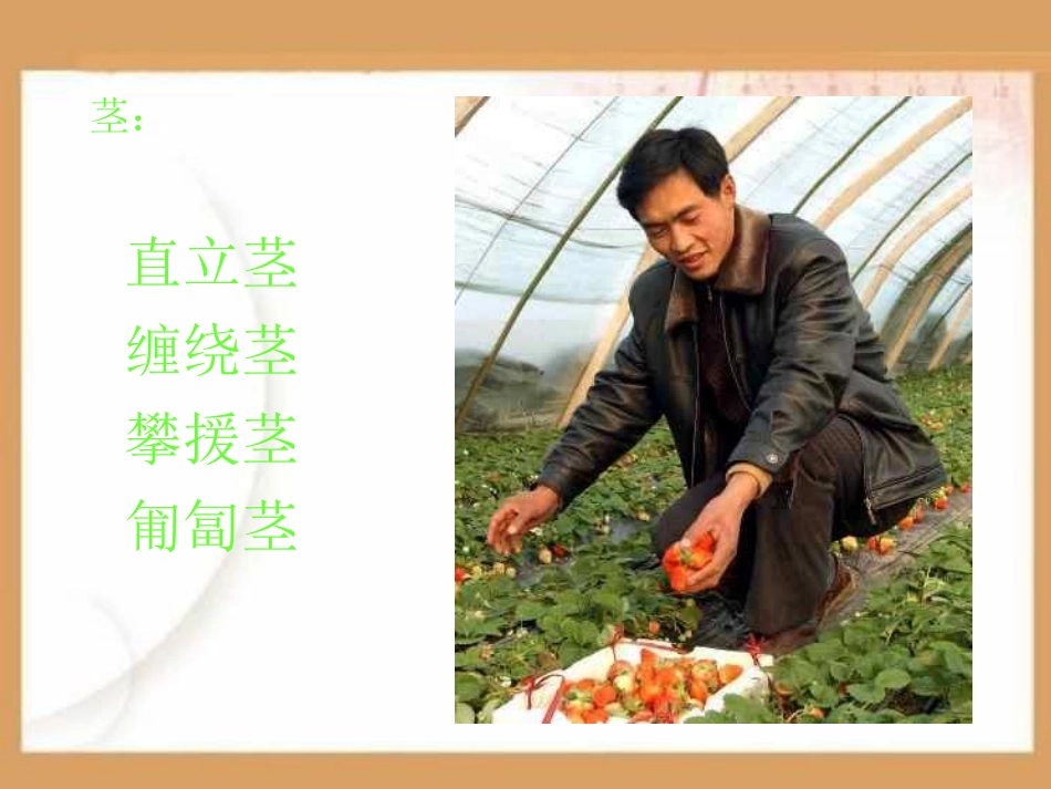 植物分类PPT课件.ppt_第3页