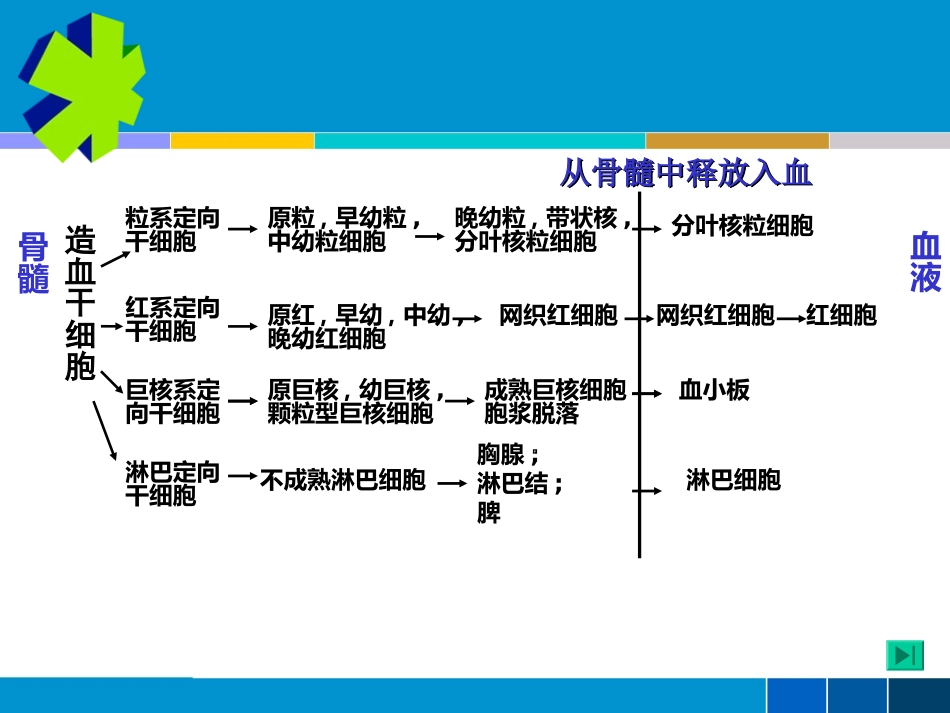 2023年cc第药物对血液系统的毒性作用（教学课件）.ppt_第2页