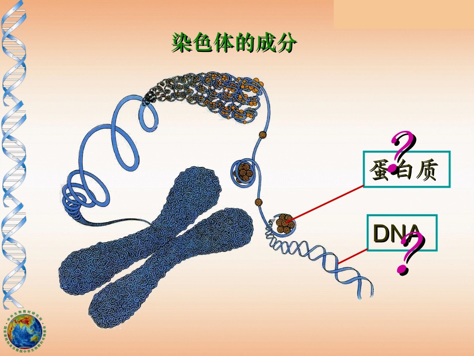 2023年DNA是主要的遗传物质新人教版必修（教学课件）.ppt_第3页