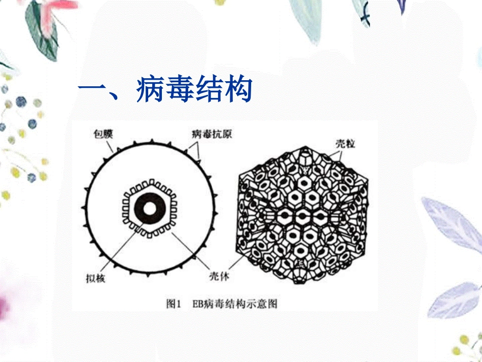 2023年EB病毒（教学课件）.ppt_第3页