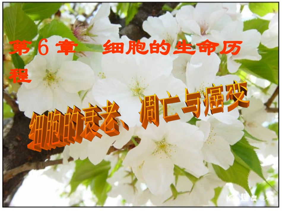 2023年《细胞的衰老凋亡和癌变》新人教必修（教学课件）.ppt_第1页