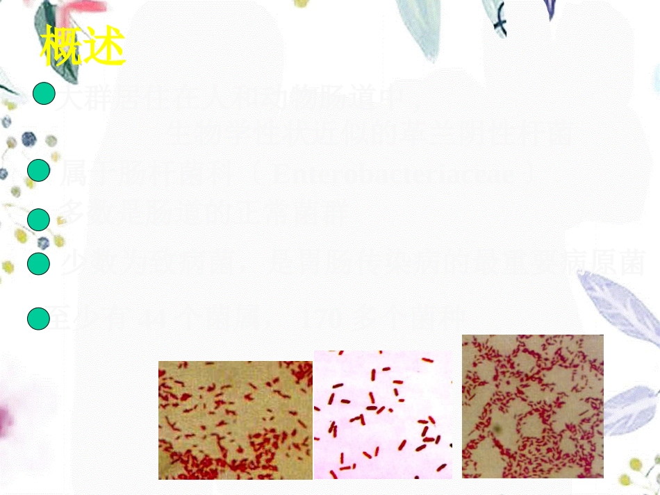 2023年版肠道细菌（教学课件）.ppt_第2页