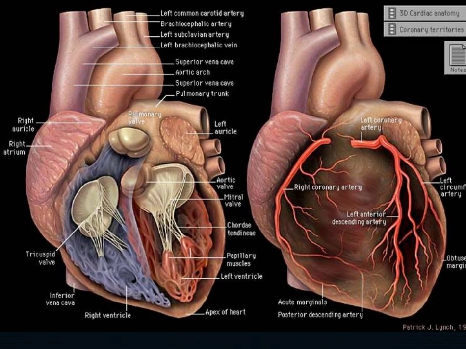 心脏瓣膜病.pptx_第1页