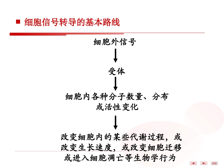 细胞信号转导的分子机制.ppt_第3页