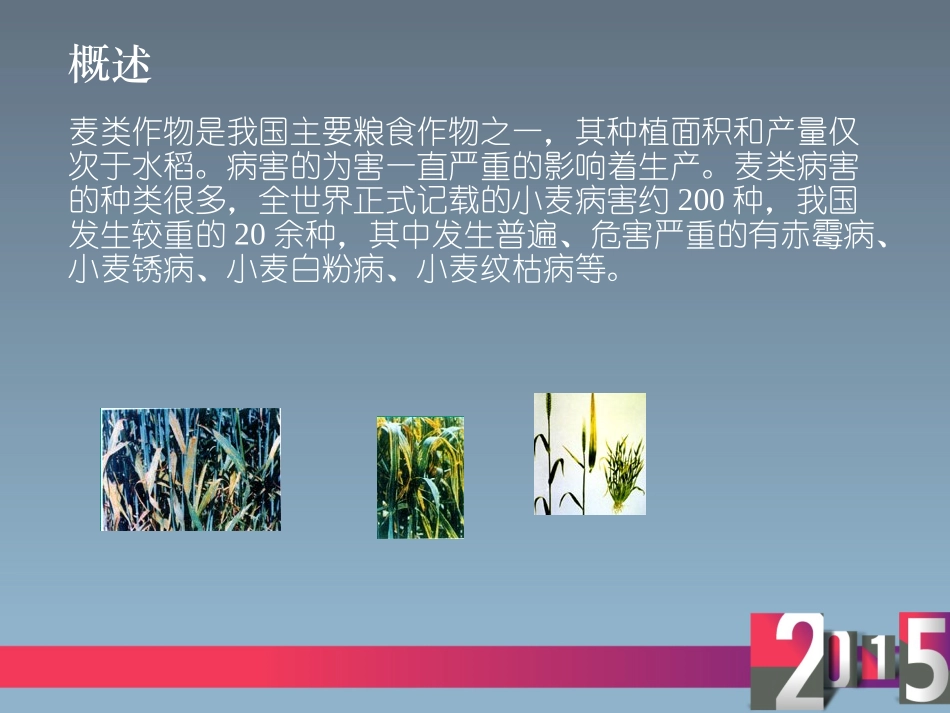 小麦病害.ppt_第2页