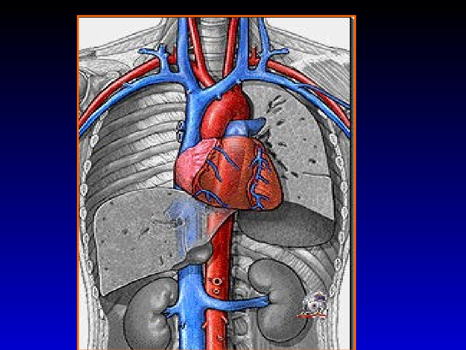 心脏(人卫7).ppt_第3页