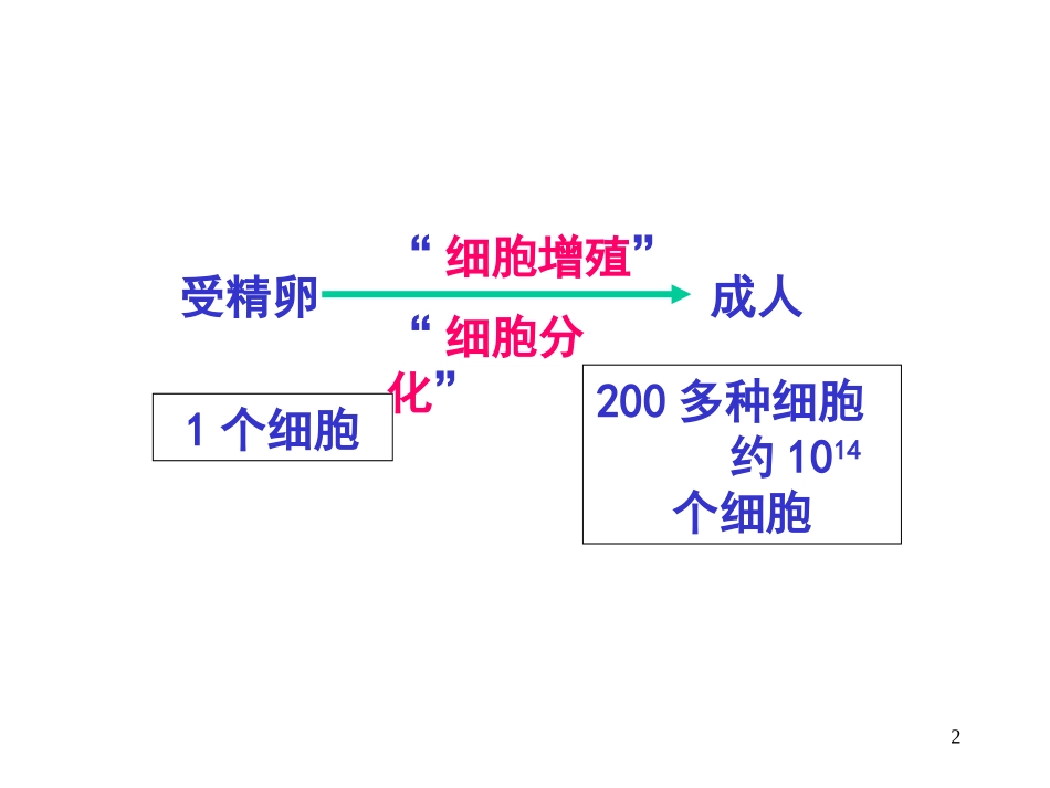 细胞增殖资料.ppt_第2页
