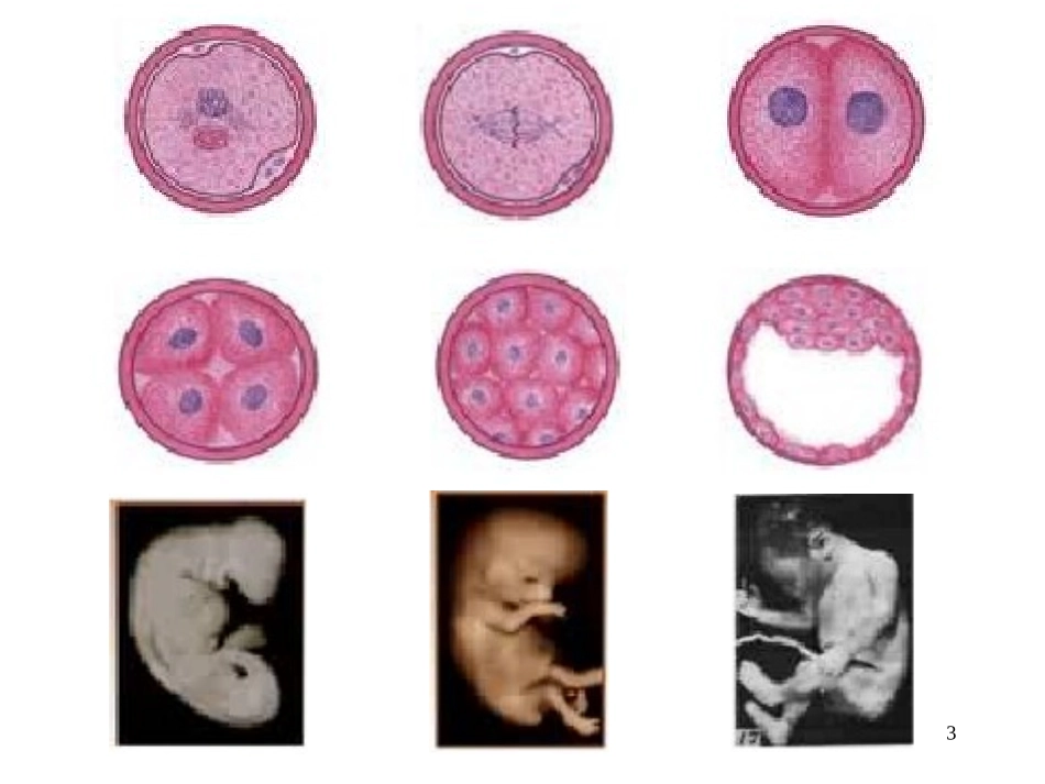 细胞增殖资料.ppt_第3页