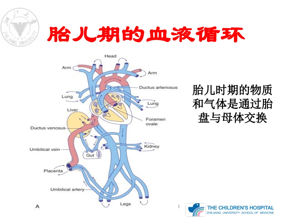 心血管的胚胎发育及血液循环.ppt_第3页