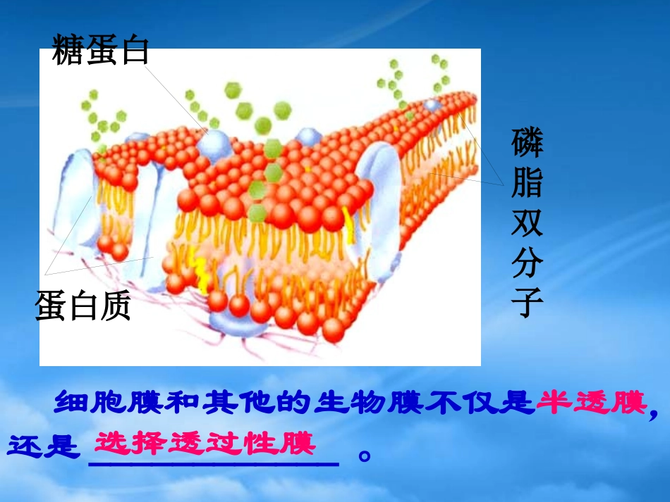 《物质跨膜运输的方式》-上课.pptx_第3页