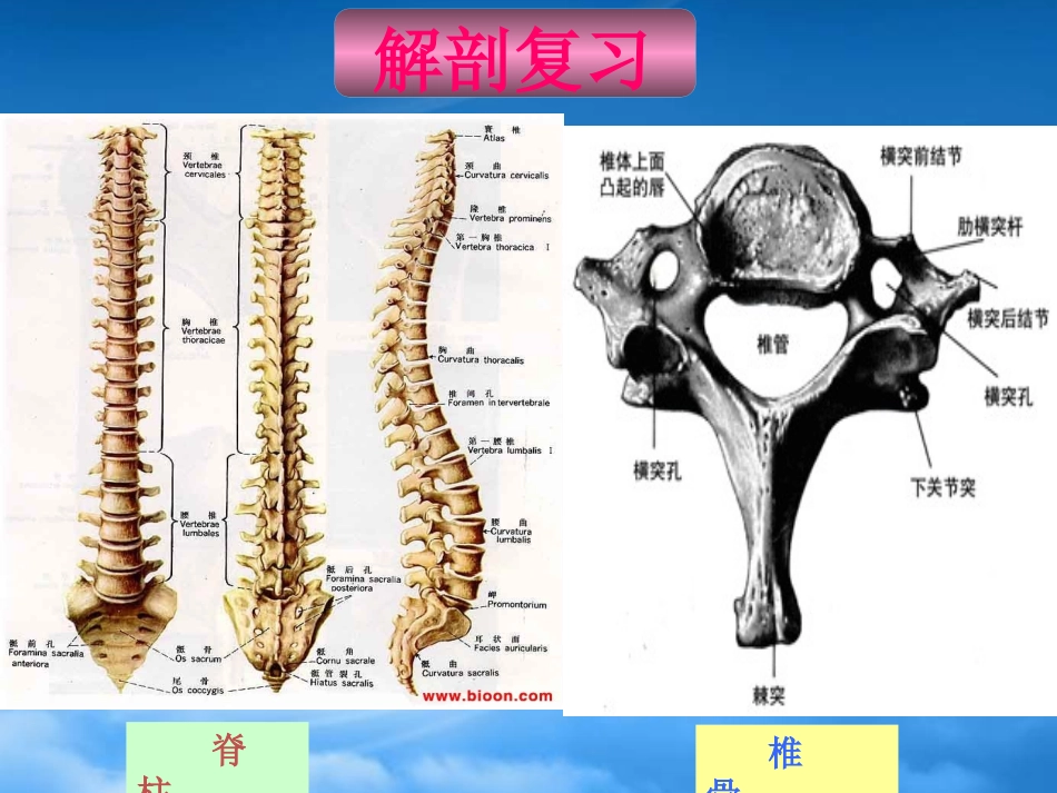 [精选]颈髓损伤伴不全瘫1.pptx_第3页