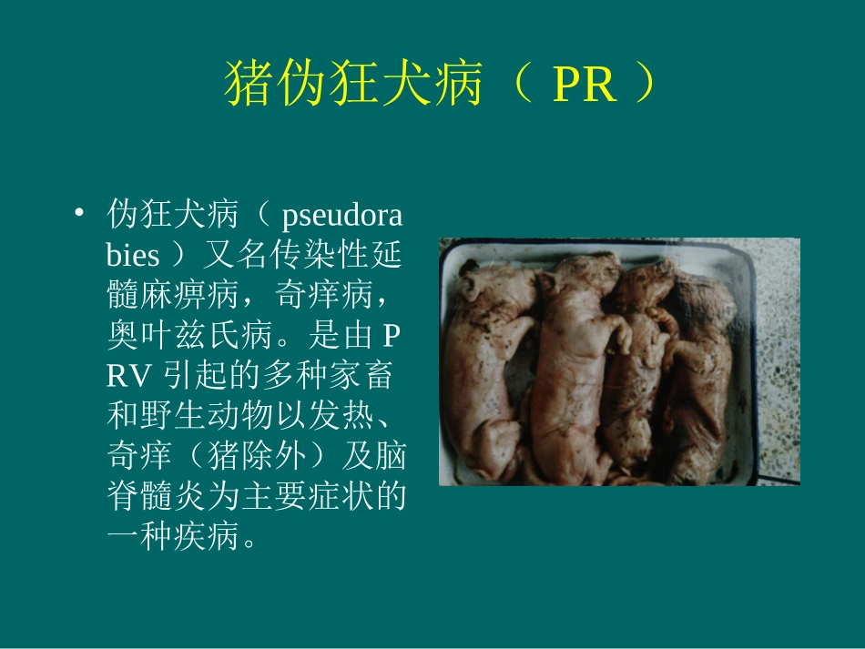 伪狂犬病.ppt_第1页
