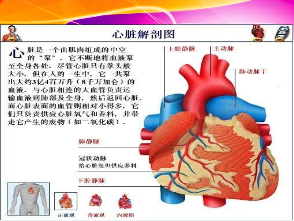 先心病概述及术后监护.ppt_第3页