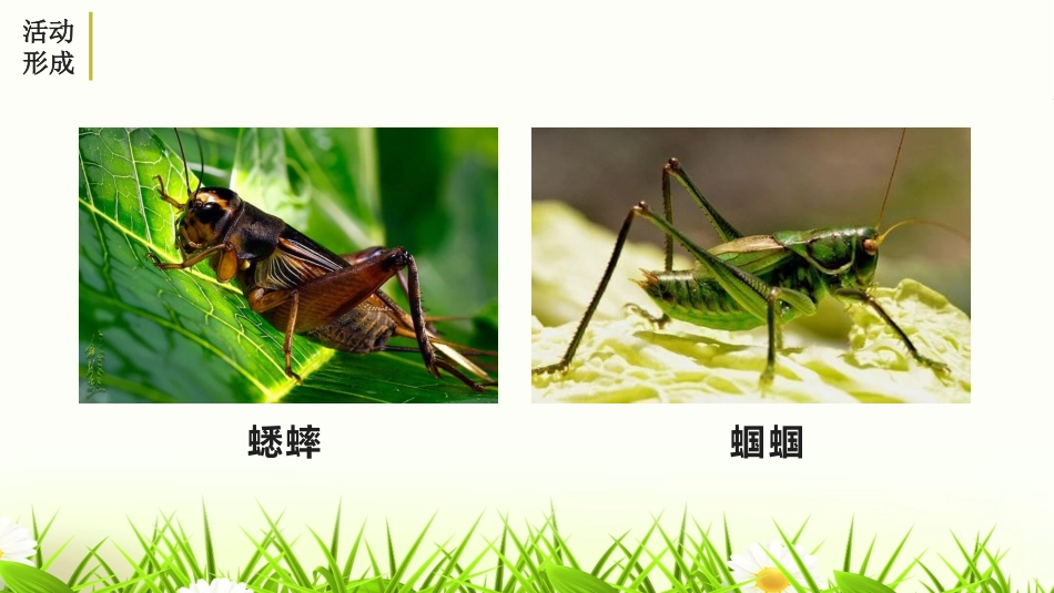 昆虫记PPT课件1.pptx_第3页