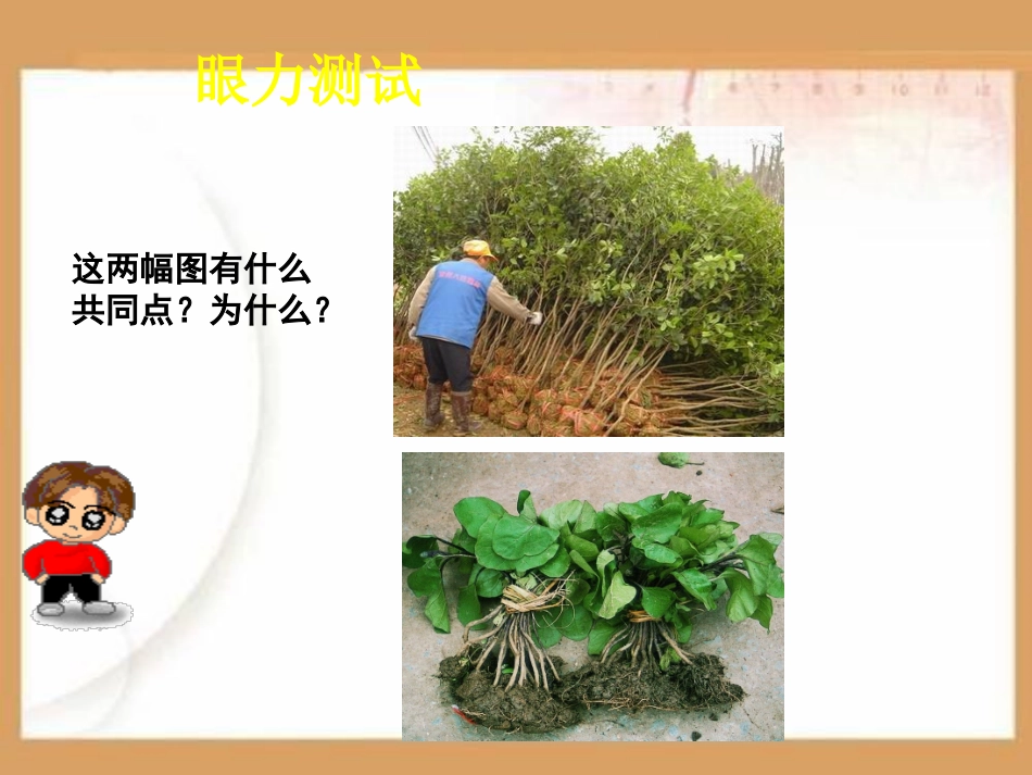 植物对水分和无机盐的吸收PPT课件.ppt_第2页