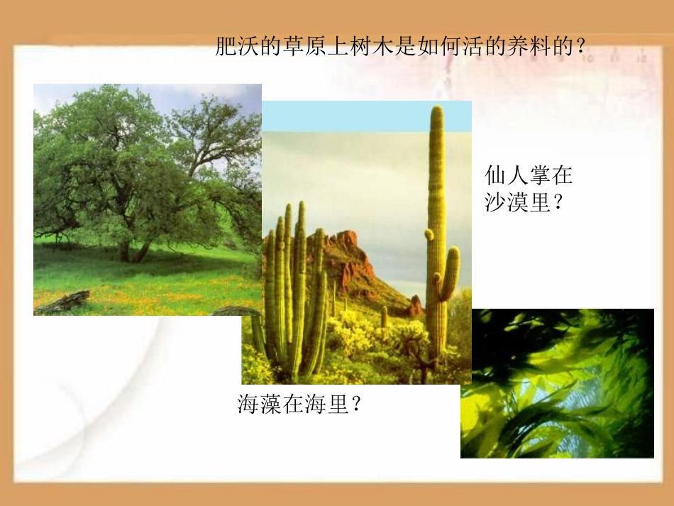 植物的营养方式PPT课件.ppt_第2页