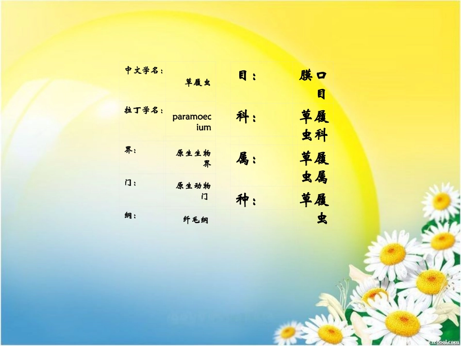 小核和细胞质分裂2次后.ppt_第3页