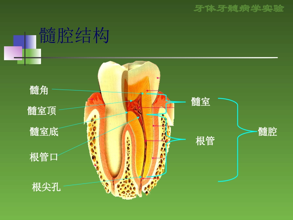 形牙体牙髓病学试验.ppt_第2页